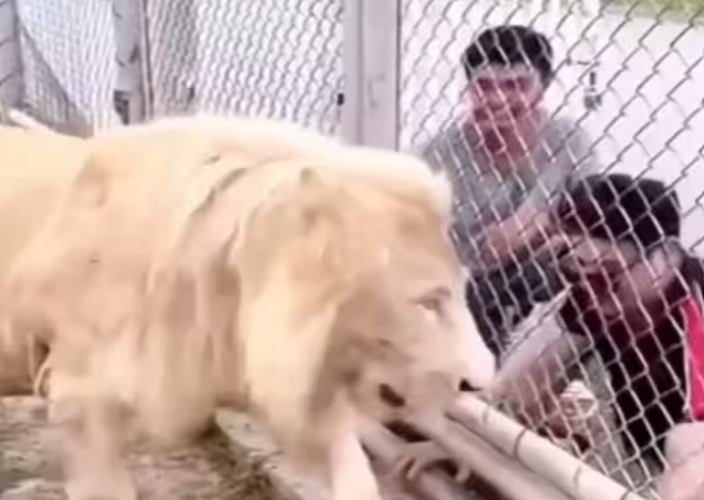 Lion’s Video: Man Tempts Fate by Reaching Into Enclosure – Shocking Outcome Caught on Camera!