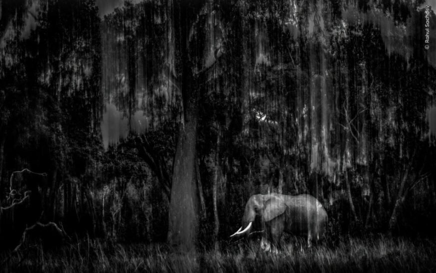Indian Wildlife Photographer Rahul Sachdev Receives Highly Commended Honour at Wildlife Photographer of the Year 2025